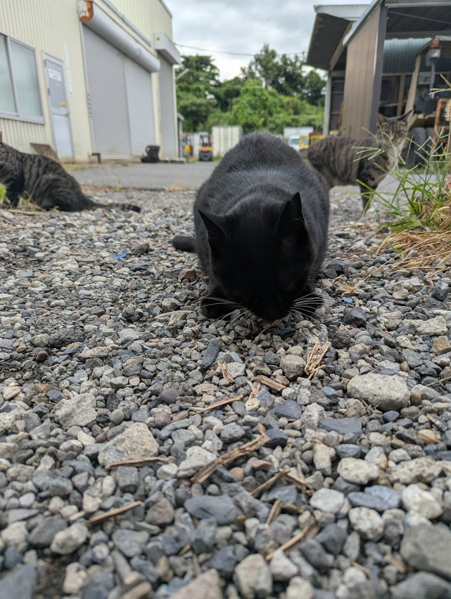 J6Kbfa's tweet photo. 最近の日課
仕事場の猫の餌やり(  ˙꒳​˙  ) https://t.co/Hrc5qTj14m