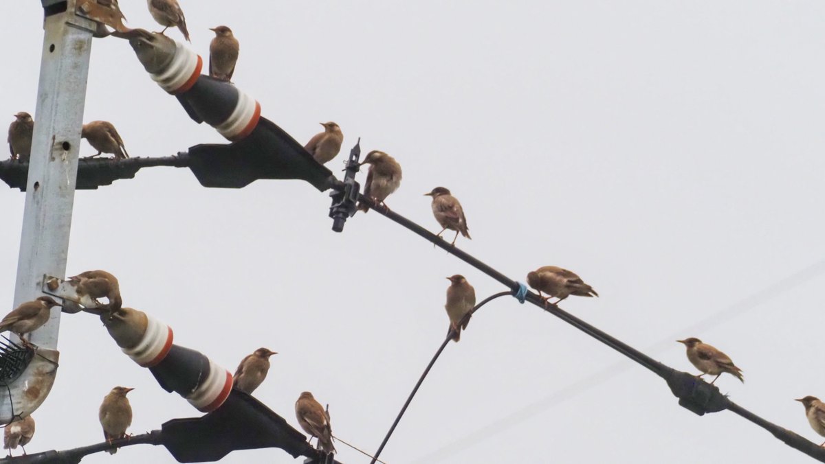 kog312's tweet photo. #野鳥 #ムクドリ
隣町の小川
みんな体色が茶色っぽくて
幼鳥の集団のようです
鉄塔の鳥除け（スパイク）は
ムックルには効果がないみたい😅 https://t.co/isl1xQkqoV