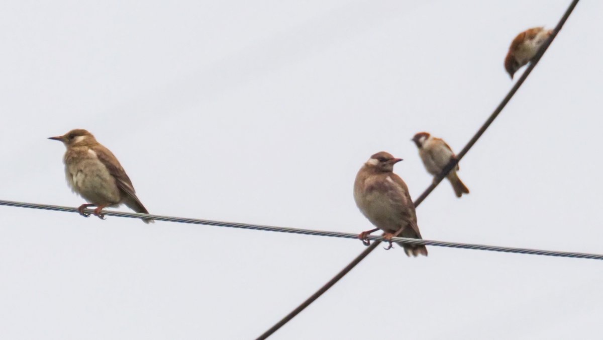 kog312's tweet photo. #野鳥 #ムクドリ
隣町の小川
みんな体色が茶色っぽくて
幼鳥の集団のようです
鉄塔の鳥除け（スパイク）は
ムックルには効果がないみたい😅 https://t.co/isl1xQkqoV