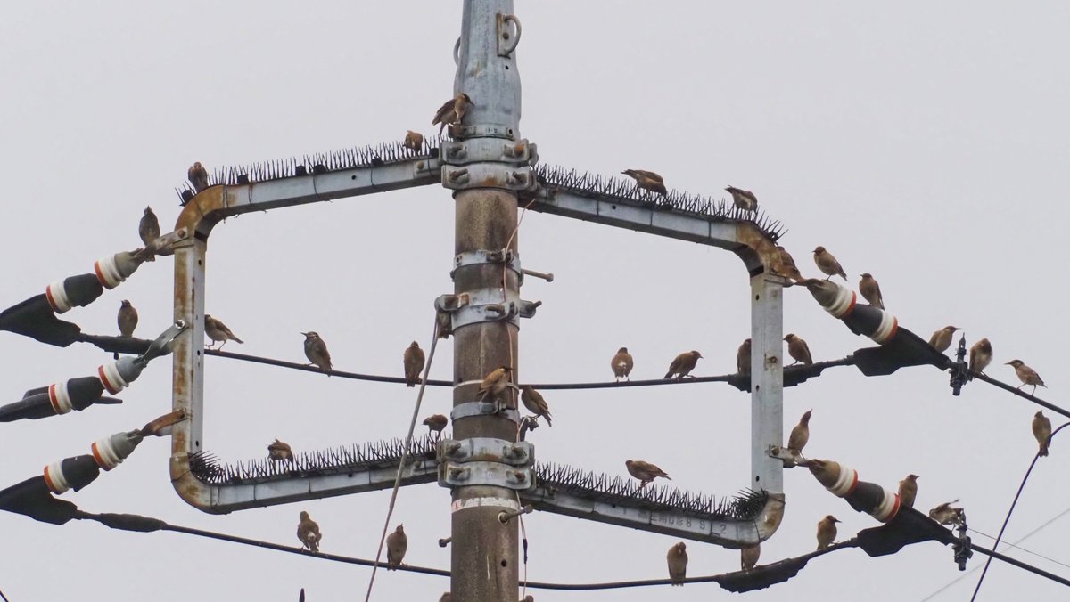 kog312's tweet photo. #野鳥 #ムクドリ
隣町の小川
みんな体色が茶色っぽくて
幼鳥の集団のようです
鉄塔の鳥除け（スパイク）は
ムックルには効果がないみたい😅 https://t.co/isl1xQkqoV