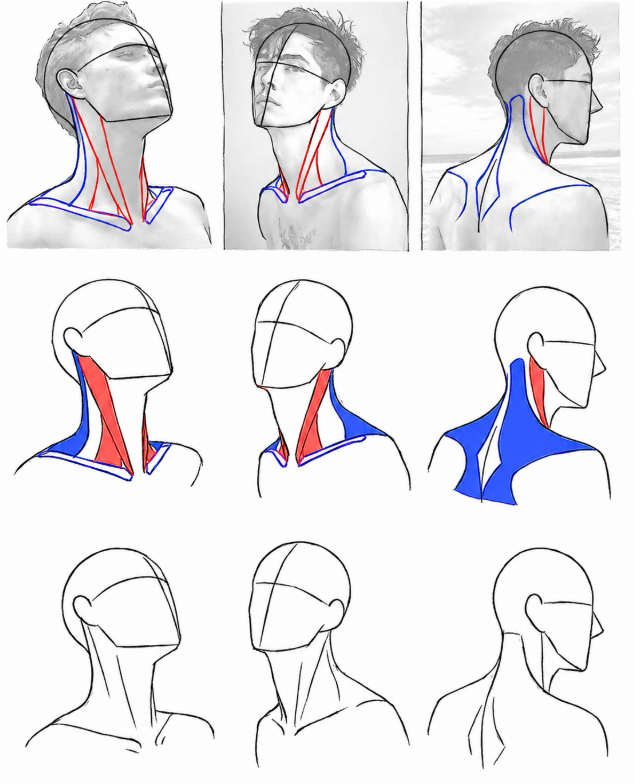 BearDesignX's tweet photo. neck study https://t.co/dkikrTzZx9
