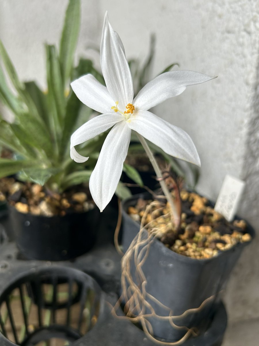 rdbms1013's tweet photo. Gethyllis verticillata
毎年、気づいたら咲いてる
今年の花は大きいです https://t.co/X9abhmK58w