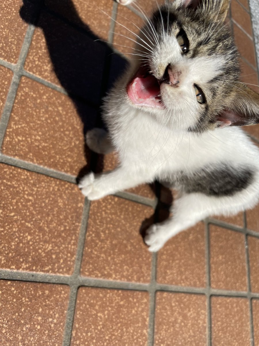 Metalfishjp's tweet photo. Day 51: He looks just like the kitten who came here years ago — it’s the same one, right.
#野良猫 #猫好きさんと繋がりたい #猫のいる暮らし #福岡猫 #dailycat #catsofttwitter https://t.co/okps6rTMtl