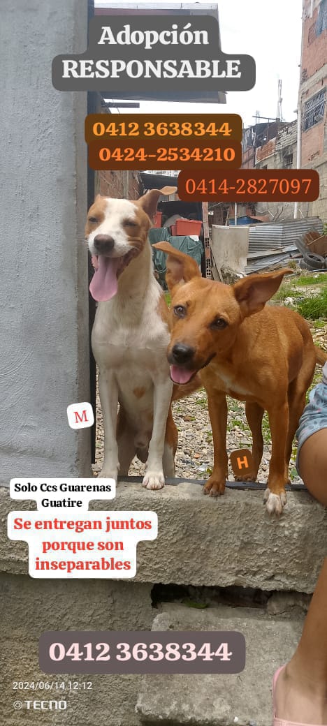 yaracalcagno's tweet photo. Adopta. Salva dos vidas. Cambia dos destinos. https://t.co/jtLJoqOWAd