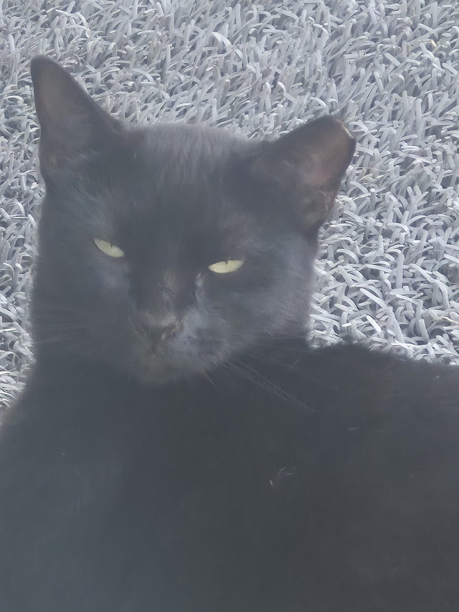 swordoftru73226's tweet photo. My sweet feral. I tried to bring her inside but she felt like she was in prison lol so she's outside only, a great hunter too. 
Its like international cat day or something so here she is. https://t.co/CSbIAl0cj6