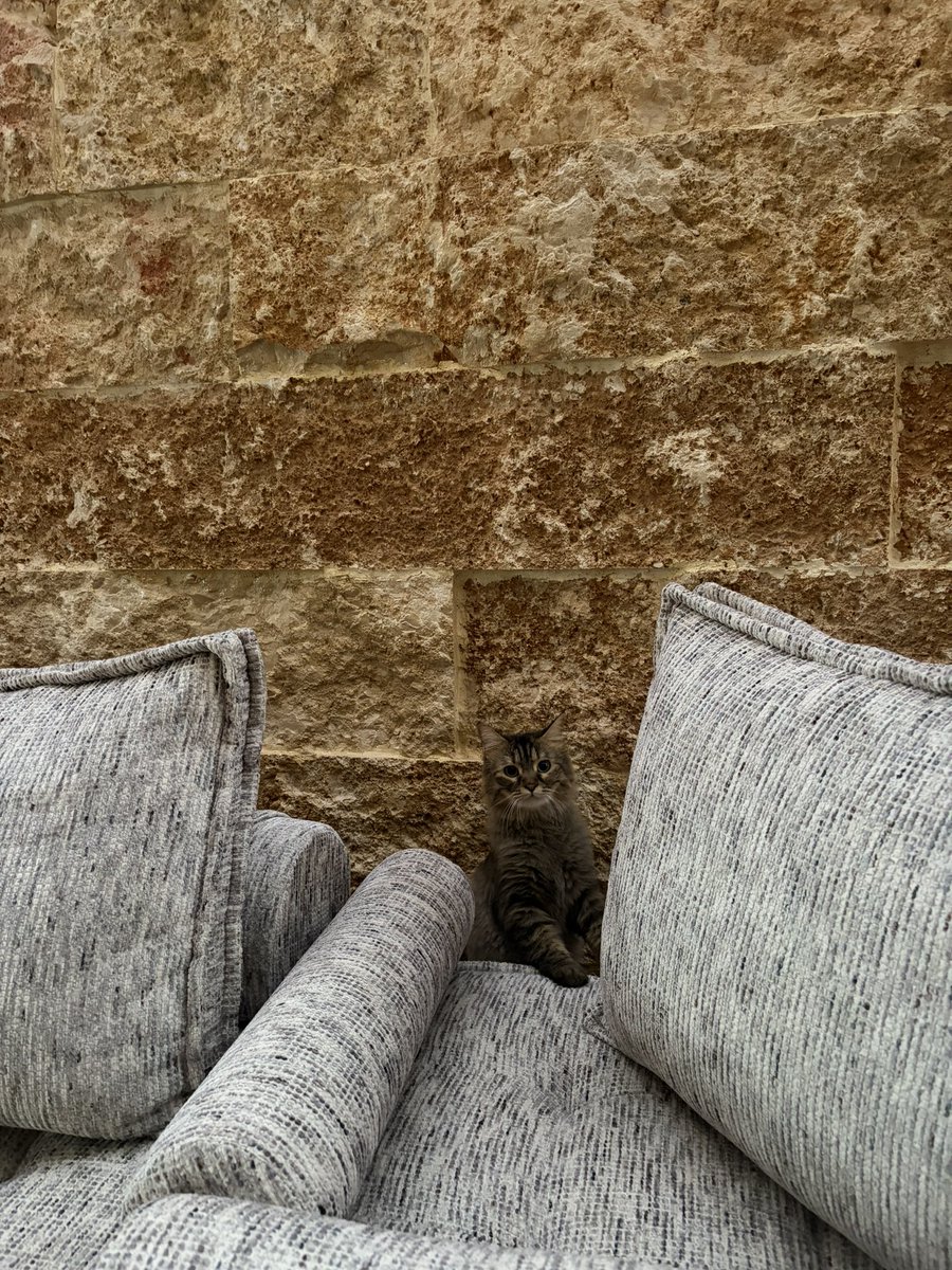 bymada02's tweet photo. Celebrating my favorite little creature in the whole world 🐾🤍 https://t.co/DanW788qYe