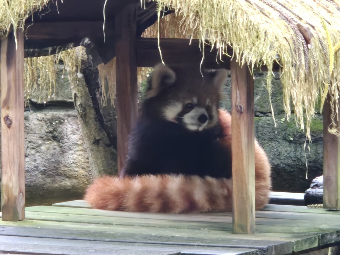 Quiet1Morning's tweet photo. 休みの邪魔をしないでよ。

いったい誰？

なんだ、飼育員さんか😂 https://t.co/lnDQY0EUlY
