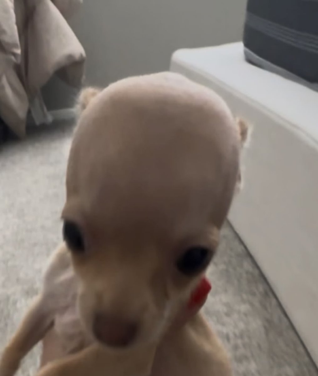 twaniimals's tweet photo. https://t.co/JA7EIr9Gt3