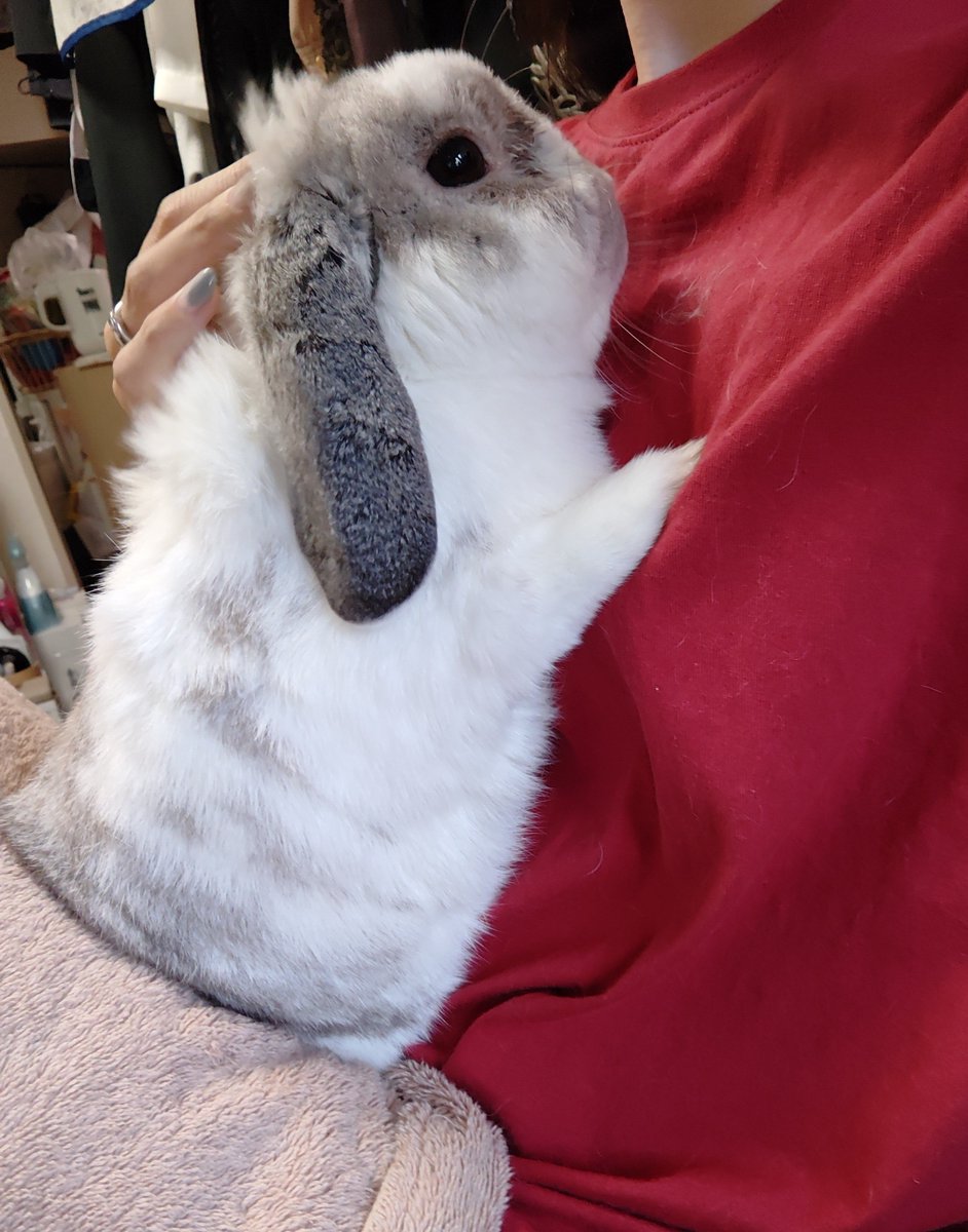 mumisuke36's tweet photo. ひっくり返されて後ろ足を拭かれたことに抗議してきたけど、撫でるとすぐ落ち着く https://t.co/fPzF1zTeAH
