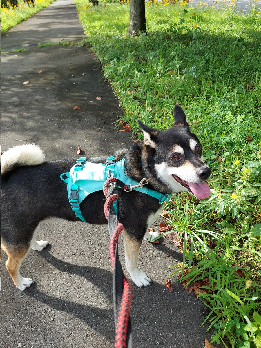 sorane113's tweet photo. 今日も暑そうだワンね☀️
#雑種犬 https://t.co/Z4oDJRMN4W