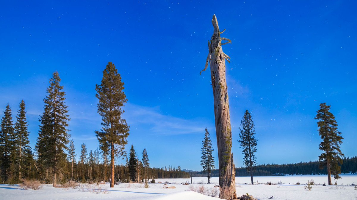 tpeakphotos's tweet photo. Full moonlight and lingering snow near Long Lake in Lassen County, a week or so into spring at nearly 6000 feet. A weathered snag standing sentinel through a 10-second exposure.
#tpeakphotos
#lassencounty
#longlake
#nightscape https://t.co/84VSDrlWN8