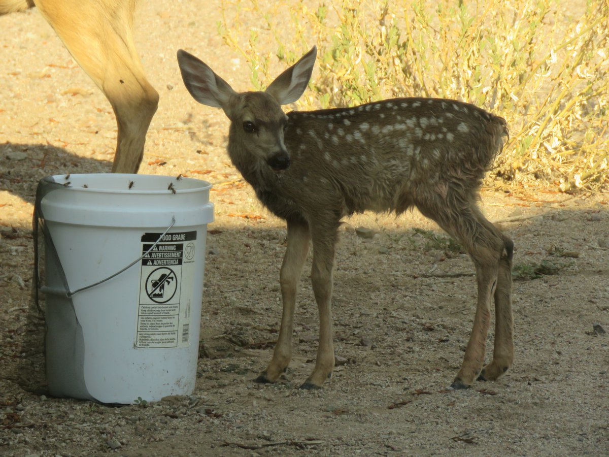 CrytzerFry's tweet photo. My prediction was right... Mama muley #deer brought a new #fawn by. Caught the lil' one flicking her ears at the bees.
Click to enlarge each. It was another 110-degree day, so they were grateful for the bucket. https://t.co/8agwhDSXQ7