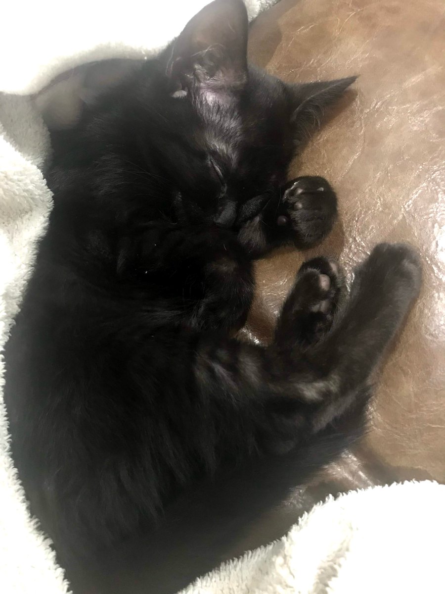黒猫おはぎ　様 小さい頃のおはぎちゃん😍🐈‍⬛💕✨ #黒猫おはぎ #黒猫同盟 #猫好き