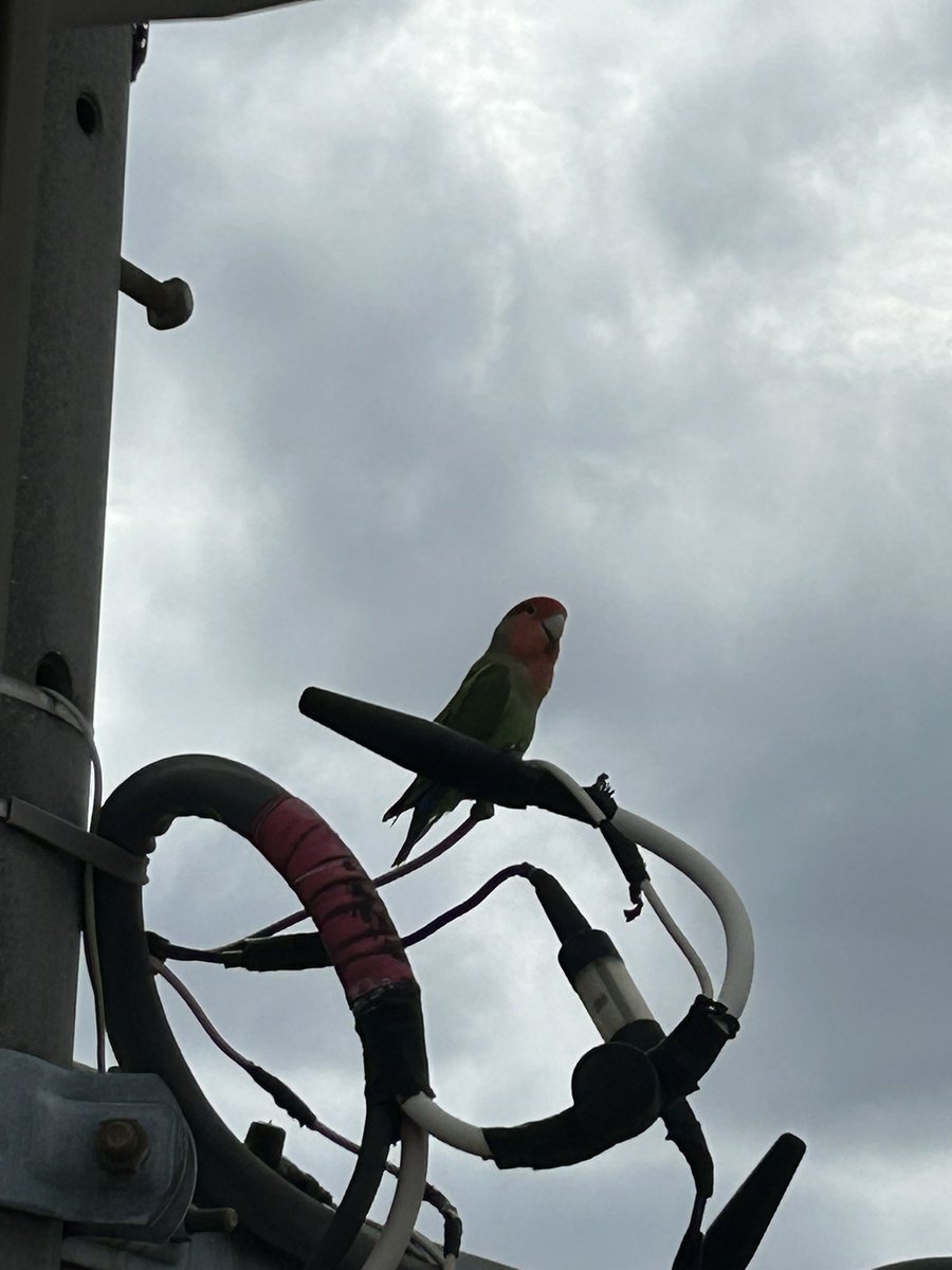 moco_YOUR_PAL's tweet photo. 今朝、我が家のベランダにコザクラインコがいました🦜⸒(世田谷区)

迷い鳥ちゃんなのか野生ちゃんなのかわからないですが、人馴れしている感じはしました。

昨日(8/8)も近くで目撃情報あるようです。

もし迷い鳥ちゃんならお家に帰れますように。。。

#コザクラインコ
#世田谷区
#千歳烏山 https://t.co/swh4SmjRER