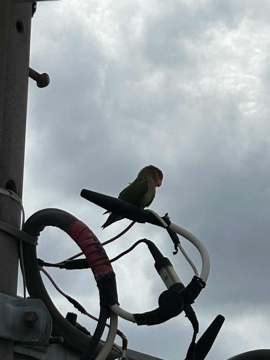 moco_YOUR_PAL's tweet photo. 今朝、我が家のベランダにコザクラインコがいました🦜⸒(世田谷区)

迷い鳥ちゃんなのか野生ちゃんなのかわからないですが、人馴れしている感じはしました。

昨日(8/8)も近くで目撃情報あるようです。

もし迷い鳥ちゃんならお家に帰れますように。。。

#コザクラインコ
#世田谷区
#千歳烏山 https://t.co/swh4SmjRER
