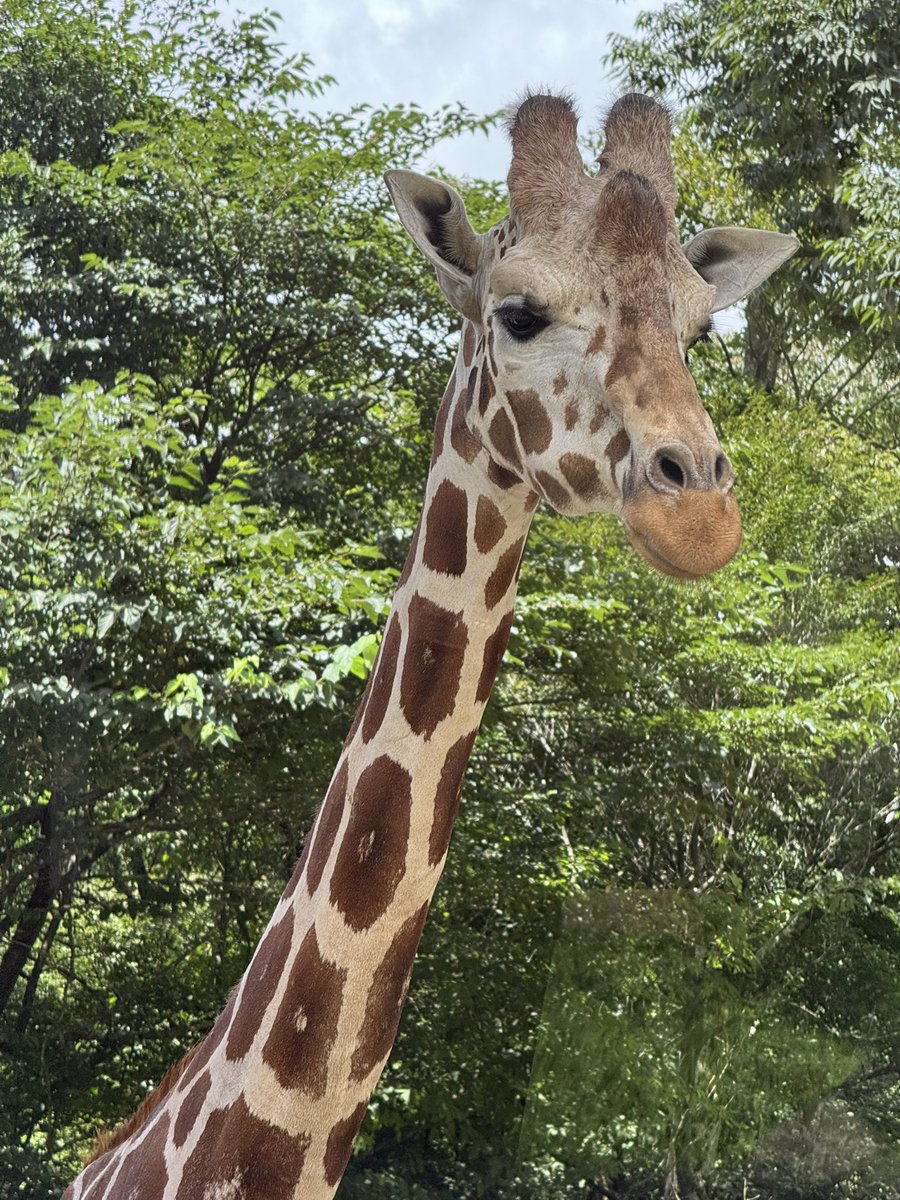 ckbus_group's tweet photo. 行き先は…🐅🐘🦒🍺🍽️🛍️でした��� https://t.co/8XuPh1ByFw