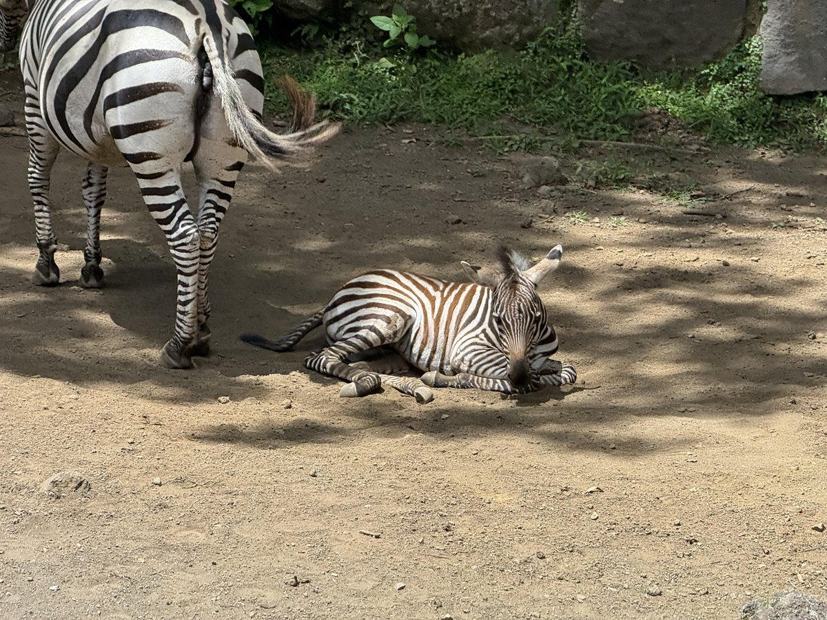 ckbus_group's tweet photo. 行き先は…🐅🐘🦒🍺🍽️🛍️でした��� https://t.co/8XuPh1ByFw