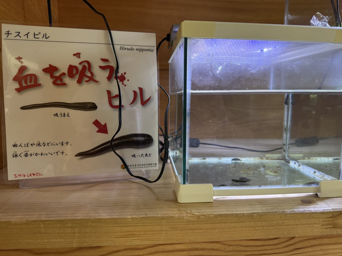 Not_is_respect's tweet photo. 昆虫博物館来た https://t.co/IN7ajk8IL3