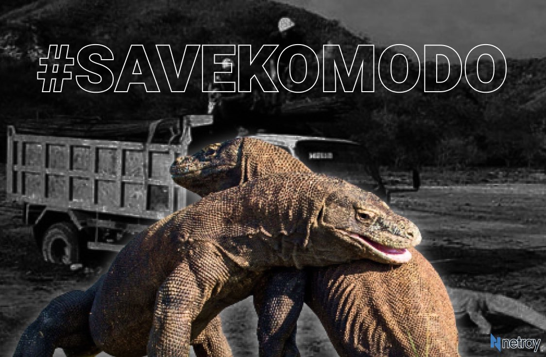 NarasiVisual's tweet photo. Tahun 2020, sebuah proyek wisata dibangun di Pulau Rinca, habitat asli komodo.
Foto seekor komodo berhadapan dengan truk proyek sempat viral, memicu gerakan #SaveKomodo.
Setahun berselang, UNESCO turun tangan, meminta proyek itu dihentikan hingga dampaknya ditinjau ulang. https://t.co/CuW0YSQa8o