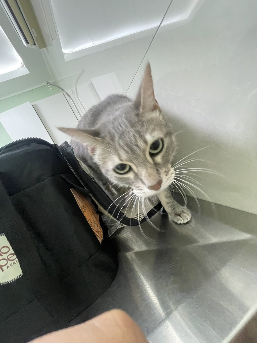 ijuca_pirama's tweet photo. eu 10h da manha no veterinário com minha vizinha #topatudo https://t.co/iQeKn2tqM9