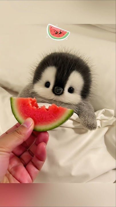 Arievat1's tweet photo. البطريق ينام أكثر مما يعمل ومع ذلك يُعامل وكأنه ملك.
Bwg https://t.co/1hBHKjzgqA