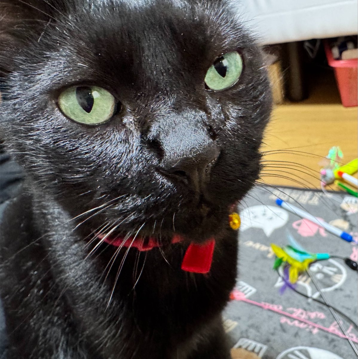 Fuzz1F's tweet photo. ７歳になりました🐈‍⬛

#ねこ
#黒猫 https://t.co/9ssJnz3JJo