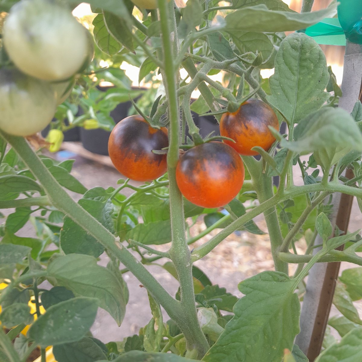 TakeTwoZeroNine's tweet photo. 🍅 🍅 🍅 https://t.co/byOBJL0yRv