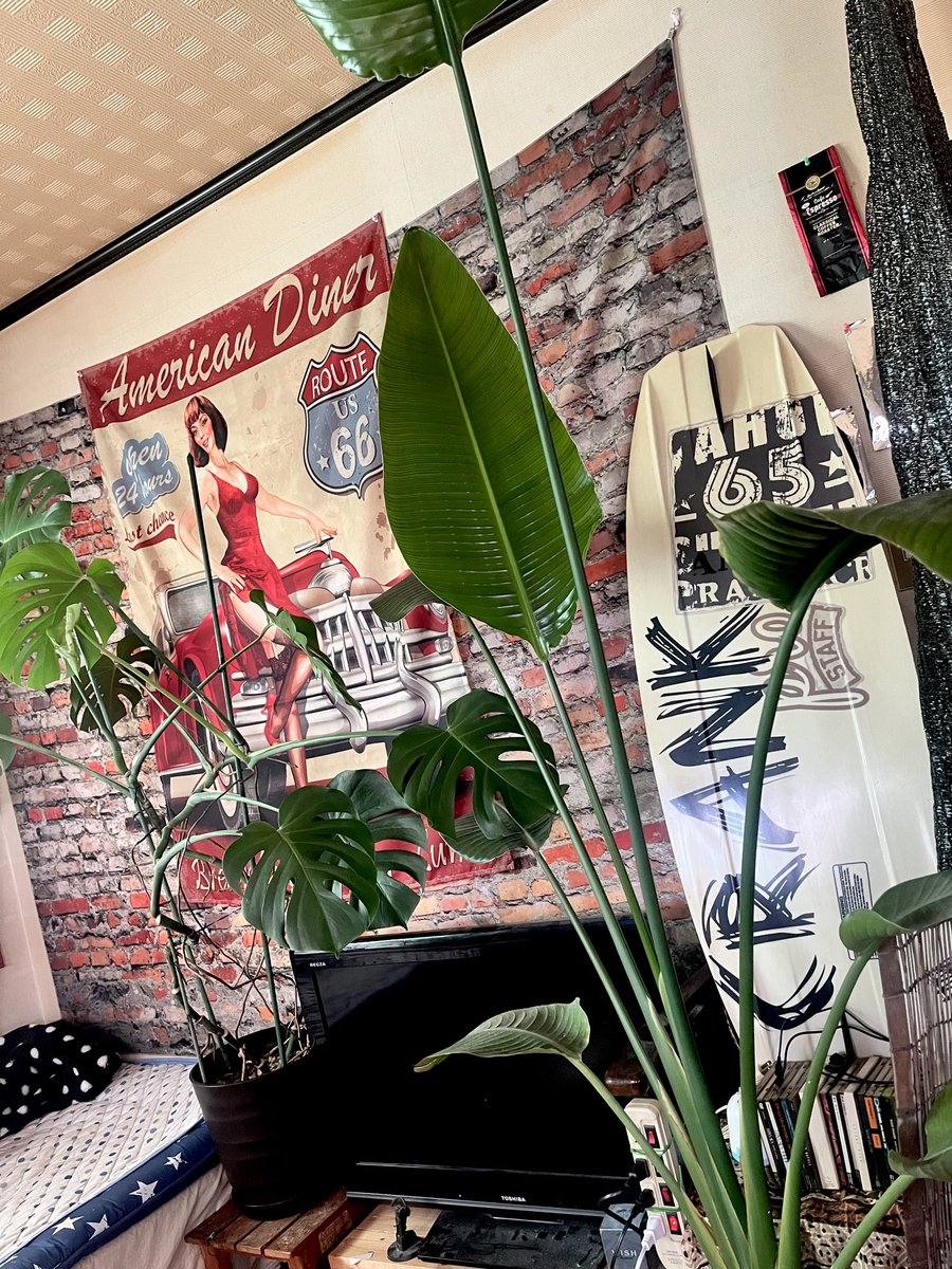 extreme_border's tweet photo. この夏でめっちゃのびた🪴(⊙д⊙)

#観葉植物 #ストレリチア #オーガスタ https://t.co/eNQJVrPEib