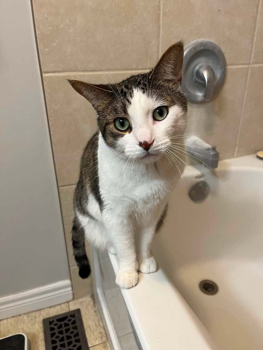 GuelphLostPets's tweet photo. MISSING. King, an indoor brown tabby &amp; white short-haired male cat, was last seen in the Paisley St &amp; Harrison Ave area of #Guelph on the night of Aug 7. If you spot him or have any info please contact Mike via https://t.co/vYDeE7Y9l3 or let us know. https://t.co/7dK9Qa1A6F