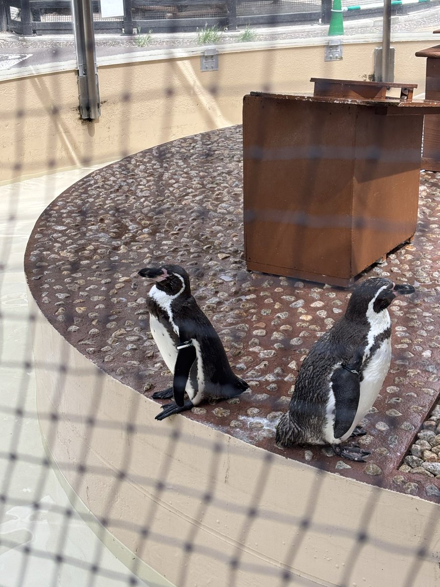 magyo0304's tweet photo. 井の頭の動物園
人が少なくて静かでとても良かった https://t.co/CGlmiQfVai