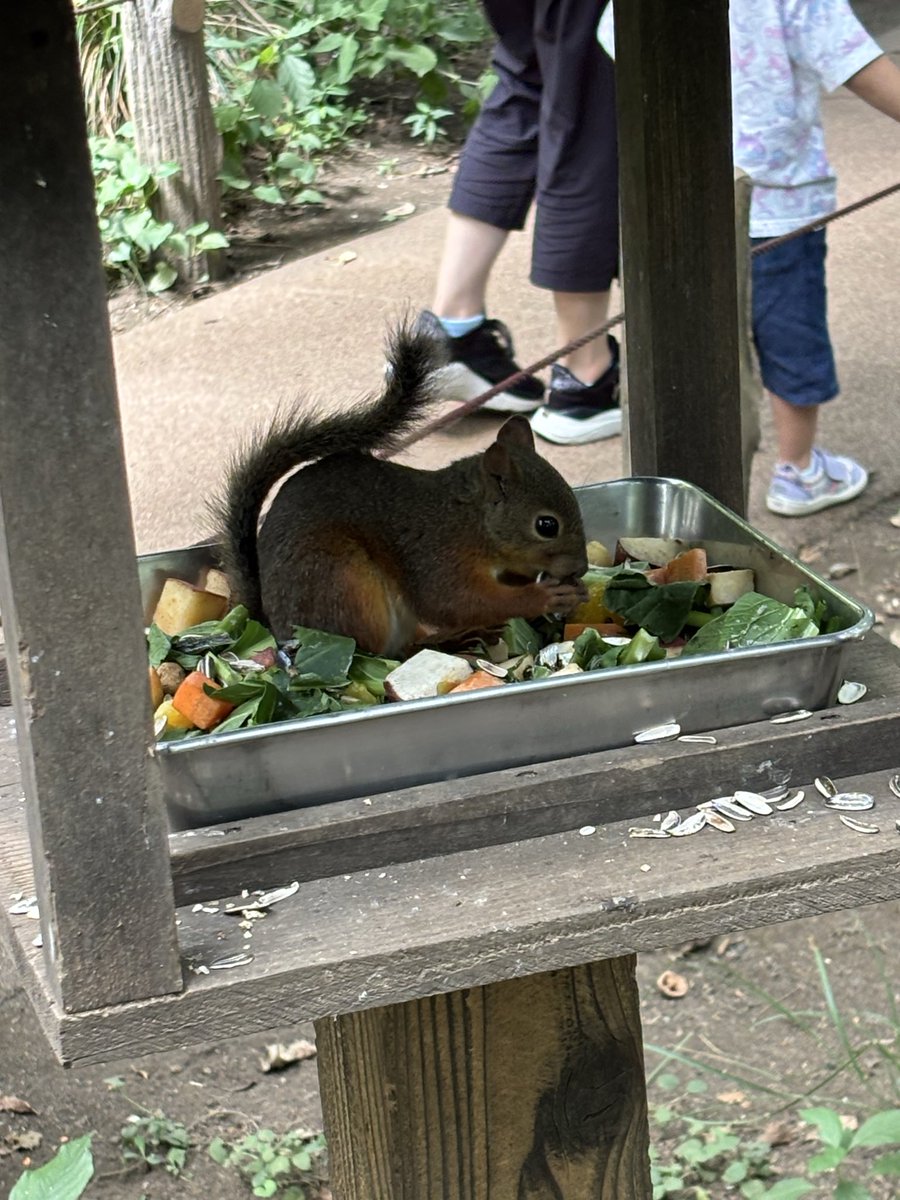 magyo0304's tweet photo. 井の頭の動物園
人が少なくて静かでとても良かった https://t.co/CGlmiQfVai