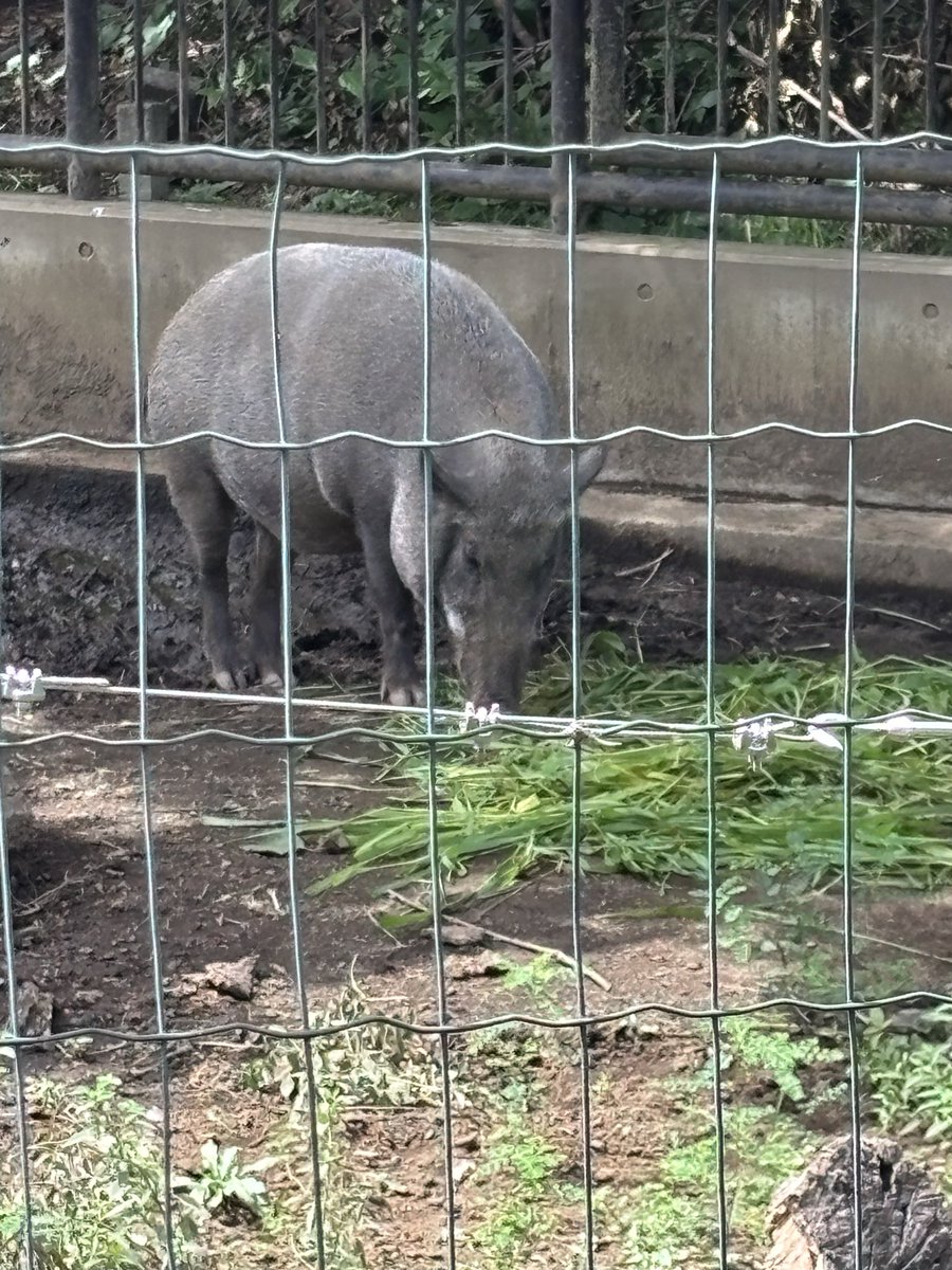 magyo0304's tweet photo. 井の頭の動物園
人が少なくて静かでとても良かった https://t.co/CGlmiQfVai