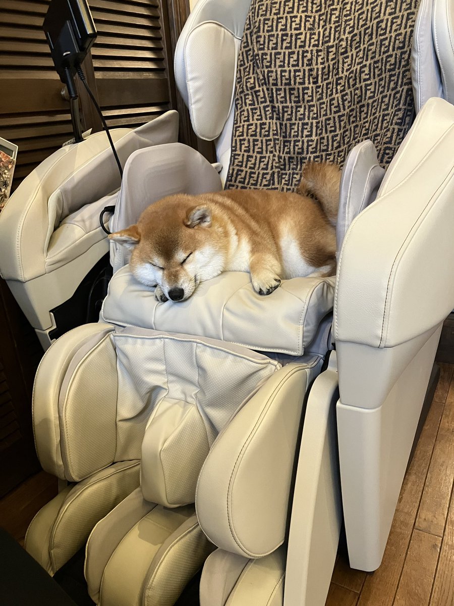 shiba_coco10diy's tweet photo. 帰宅後飛び乗って爆睡中。 https://t.co/ykllYbvEBB