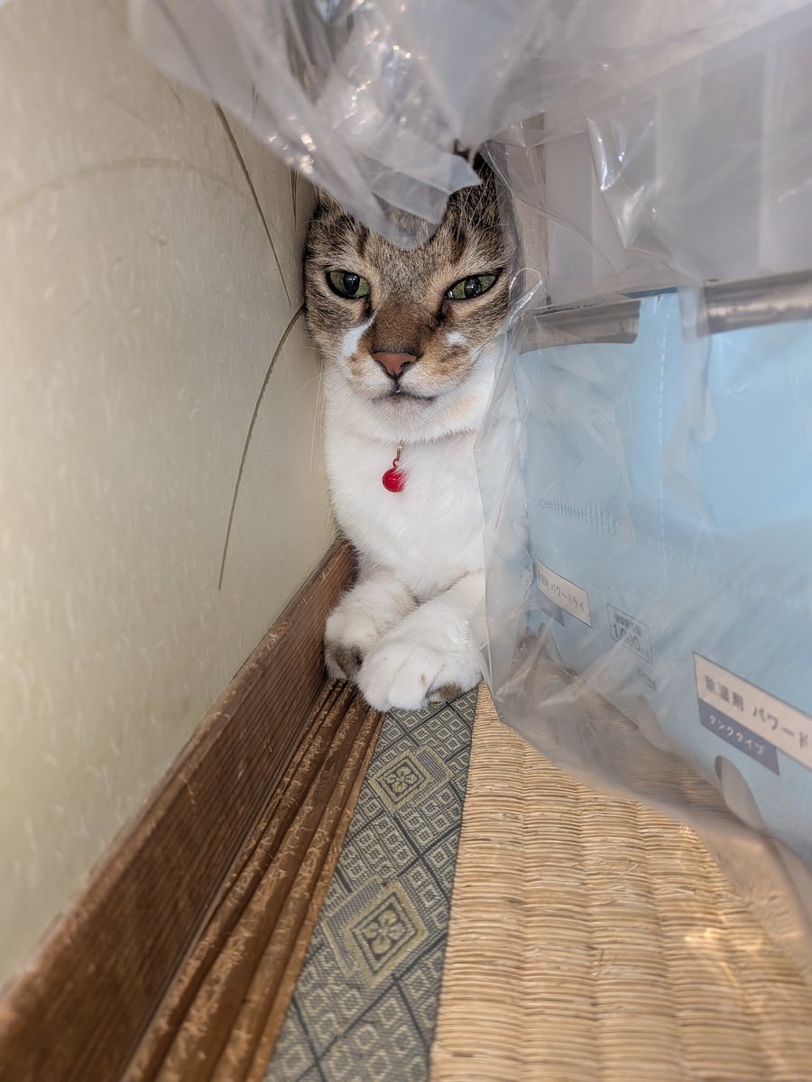 0105Akisame's tweet photo. 掃除機の音が嫌いな猫さま https://t.co/smMPzF1zIe