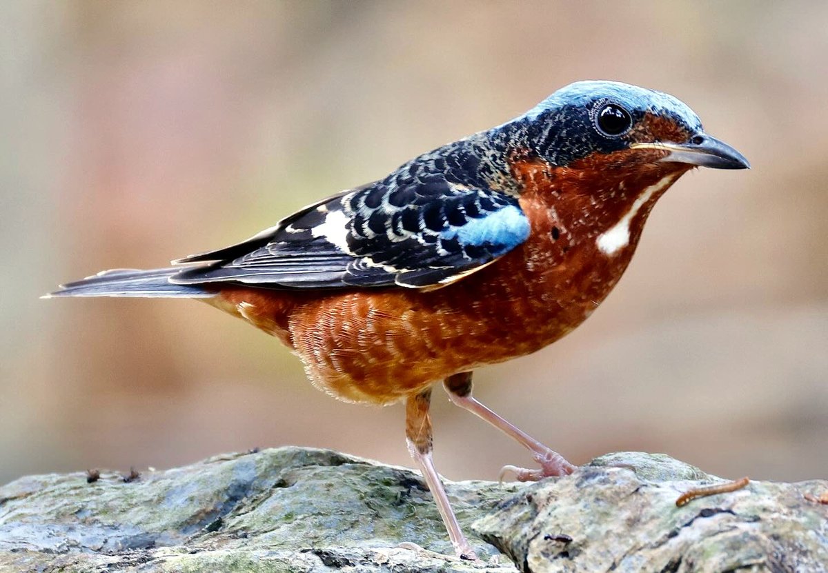 TheBatBotLab's tweet photo. Migration fuel stop. Please keep snacks coming⛽🍇: White-throated rock thrush (Monticola gularis) migrates thousands of kilometers to spend the non-breeding season in the tropics🌍✨. Photo: Lee. #Biodiversity #Wildlife #Birds #Birding #WildlifePhotography #NaturePhotography https://t.co/2ifZmrGzSR