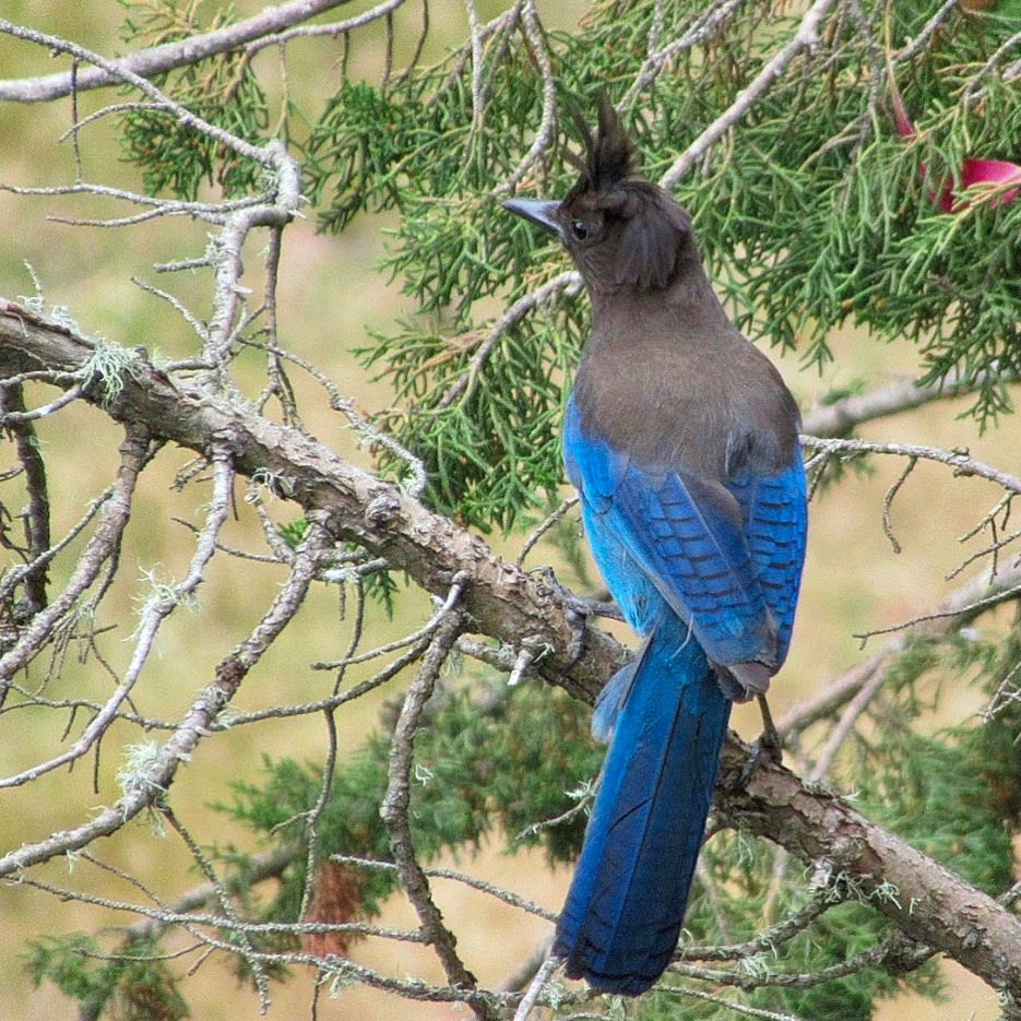Goriozr62's tweet photo. Stellerโs Jay. Shot with a point-and-shoot.๐ธ. #stellersjay. https://t.co/ELrh5TAHOI