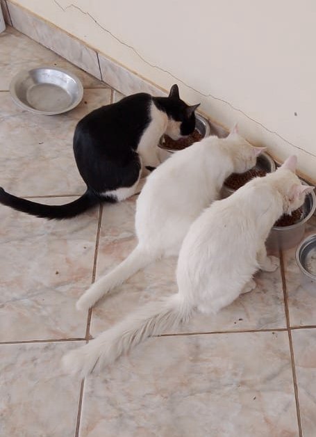 twijoelpidio's tweet photo. @D_liraD Toretto, Branquinha (Naninha) e Noah... 🥹😻 muito amores da minha vida eles! https://t.co/Jsn9INRwwC