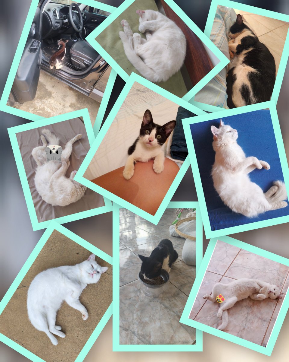 twijoelpidio's tweet photo. @D_liraD Toretto, Branquinha (Naninha) e Noah... 🥹😻 muito amores da minha vida eles! https://t.co/Jsn9INRwwC