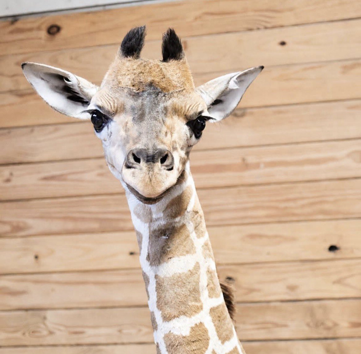 SupportMilani's tweet photo. There’s no rush. We’re here for the long haul. 🦒💜

Six months from now, when Milani is hitting new milestones, we’ll still be here talking about her, celebrating her, and growing the herd.

This was never about a moment. It’s about following her journey and building something meaningful around it.

Stay calm. Stay steady. Stay with the herd. 🦒💜