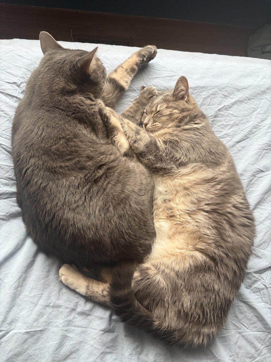 becccajane's tweet photo. apparently it’s international cat day, so here are some recent pics of my favorite goobers https://t.co/56spcFoKCo