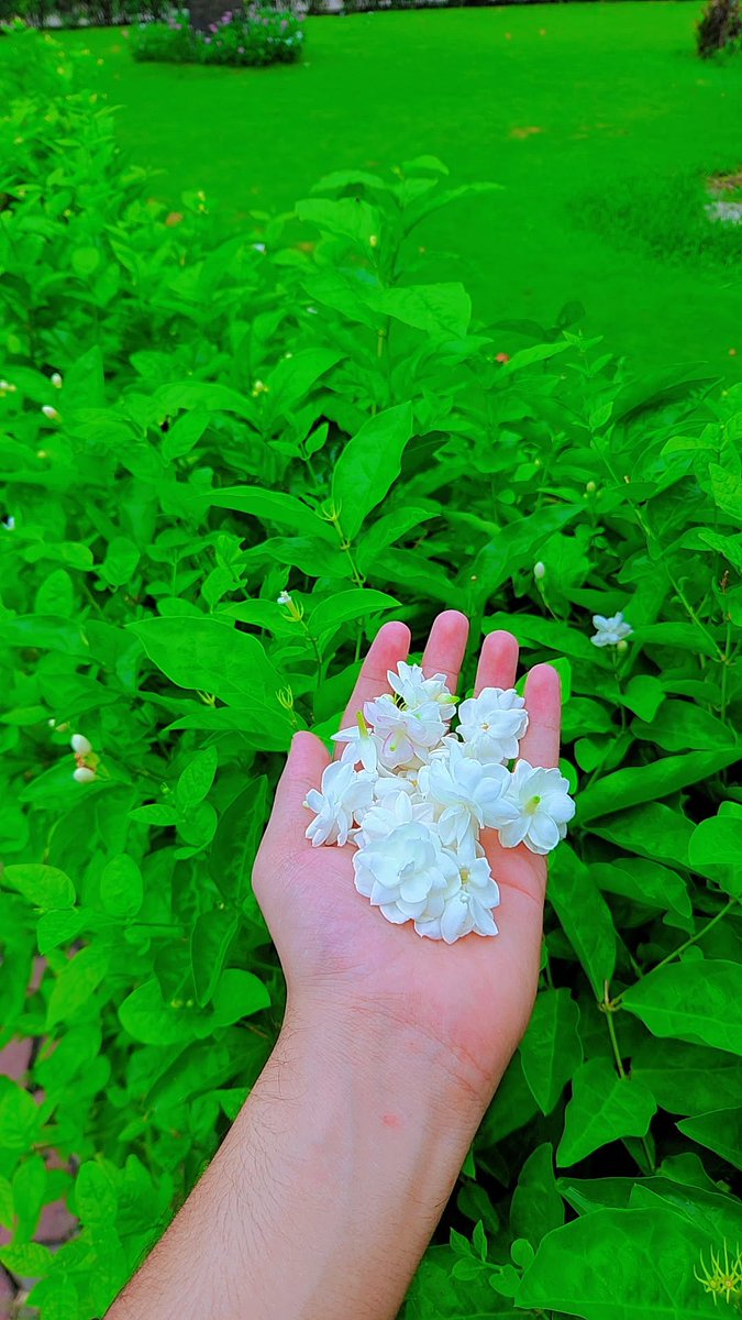 Shane_Lahore's tweet photo. Taaza phool aur aik nai subah!🌺  May your day be as beautiful and fresh as these flowers. Subah Bakhair!#GoodMorning #MorningVibes #Mogra #Jasmine #Aesthetic #NatureLovers #FreshStart https://t.co/D6h9lpqBP4