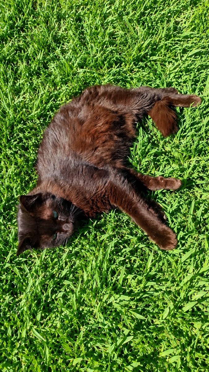 ManInTheSmoke1's tweet photo. Dia dos gatos🤗🥳 https://t.co/0MtXPJ2lVg