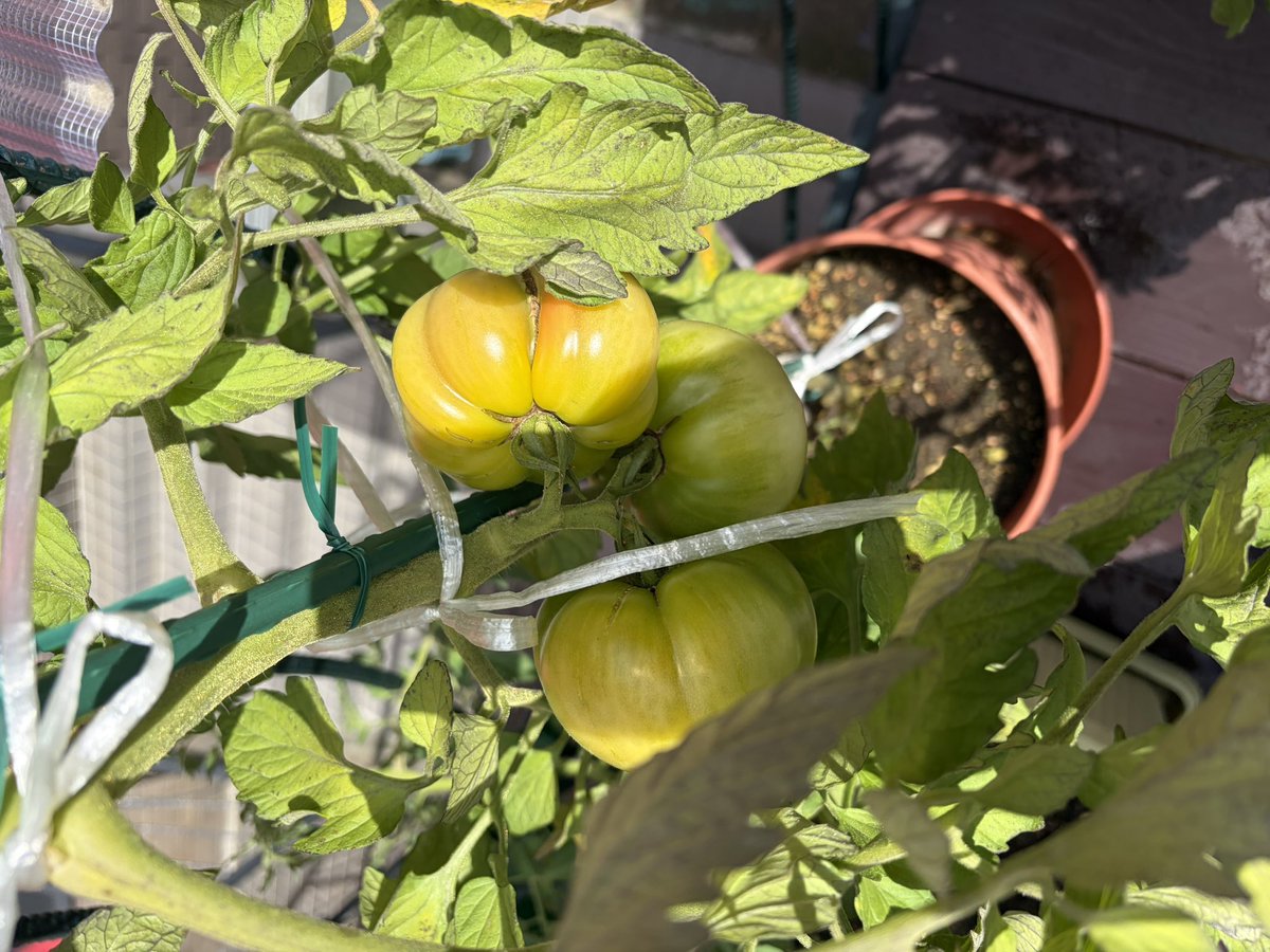 beesukesanEX's tweet photo. スキマ時間で野菜のお世話🍅 https://t.co/aaUNe9HZ7M