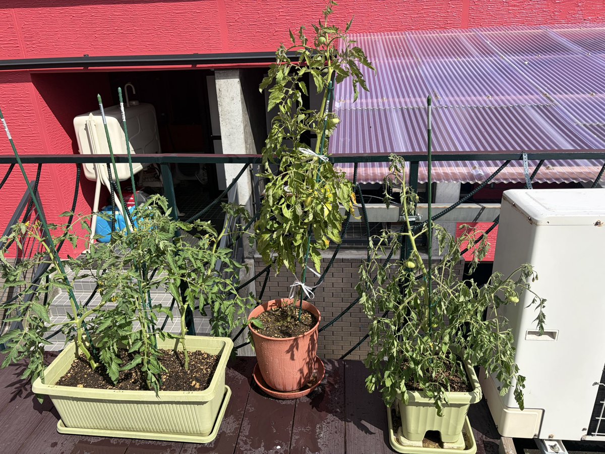 beesukesanEX's tweet photo. スキマ時間で野菜のお世話🍅 https://t.co/aaUNe9HZ7M