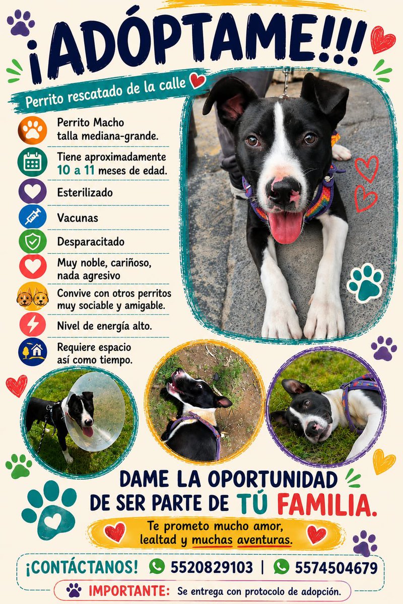 HELA_MORE's tweet photo. Este perrito fue rescatado de la calle y ahora está esperando una oportunidad para conocer lo que es tener un hogar de verdad. 🥹🏡
Tiene aproximadamente 10-11 meses, es talla mediana-grande, está esterilizado, vacunado y desparasitado. ✨
Es un perrito muy noble, cariñoso y nada agresivo. Convive perfectamente con otros perritos, es muy sociable y amigable. 🐶🩷
Eso sí, tiene mucha energía, por lo que necesita una familia que tenga espacio, tiempo y ganas de compartir muchas aventuras con él. 🐾
💙 Dale la oportunidad de ser parte de tu familia.
Macho promete darte muchísimo amor, lealtad y momentos inolvidables. ❤️
📲 Informes y adopciones:
WhatsApp 5520829103
WhatsApp 5574504679
📌 Se entrega con protocolo de adopción.
Ayúdanos compartiendo. Quizá su familia está viendo esta publicación y todavía no lo sabe. 🙏🐾❤️