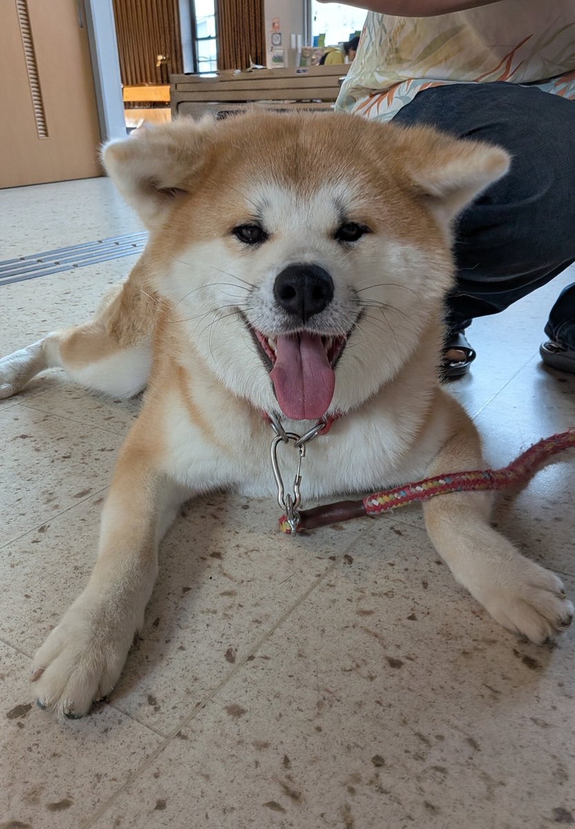 odate_akitainu's tweet photo. 【 おともだち紹介/秋田犬 】
ななちゃん 3歳 ・岐阜県
まだ来てけれなぁ〜🐕
#秋田犬の里 #Akitadogvisitorcenter #Akita #akitadogs #Odate #愛犬自慢 #忠犬ハチ公 #ふるさと #大館市 #あきたいぬ #秋田犬 https://t.co/iBy3K7J1Jv