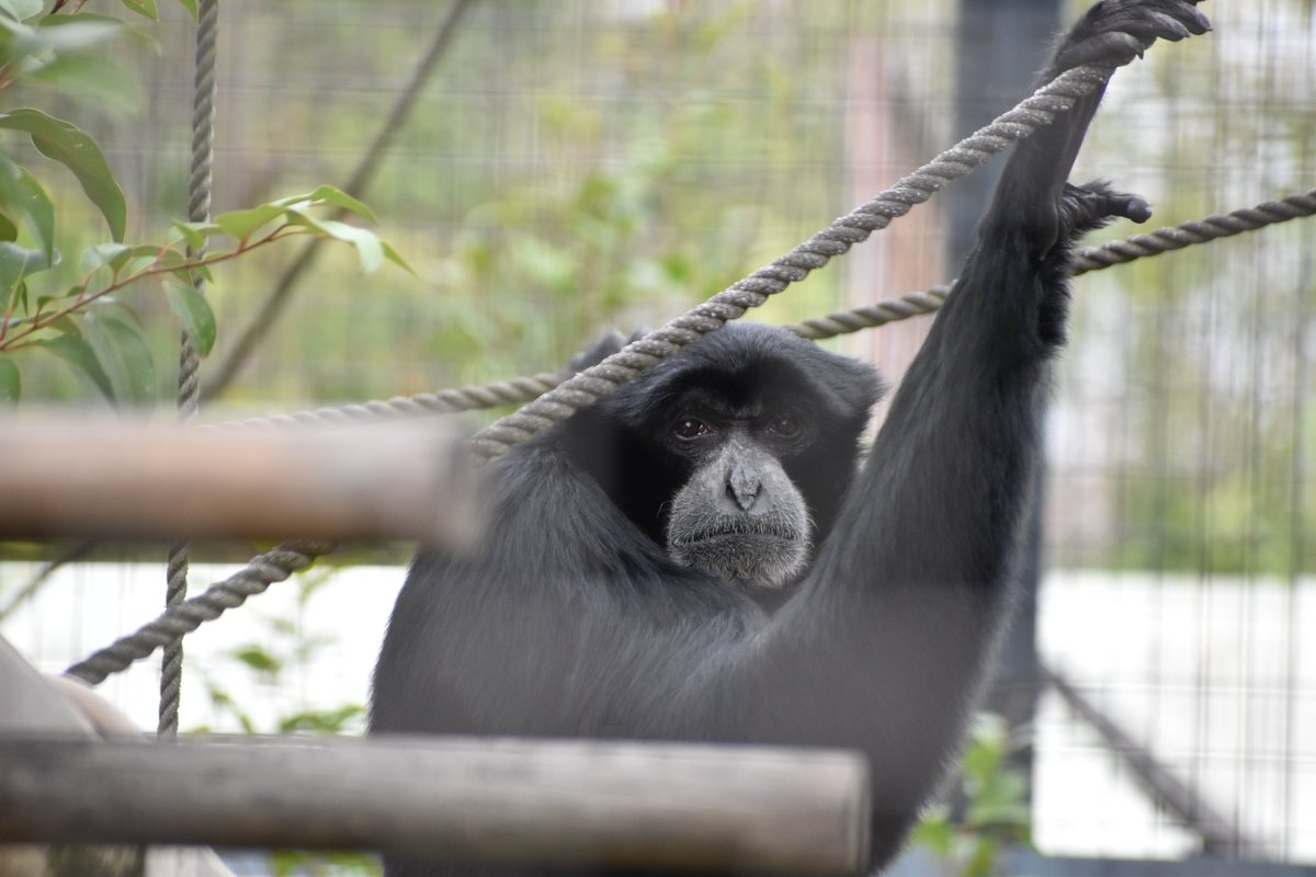 higashiyamapark's tweet photo. 【オフィシャルブログ】
フクロテナガザルのエサ
当園では、1988年来園の #フクロテナガザル のオス１頭（#ケイジ）を北園フクロテナガザル舎で飼育しています

https://t.co/iIDewCNIQt

#東山動植物園 #動物園 #名古屋 https://t.co/T3VrpL5QMu