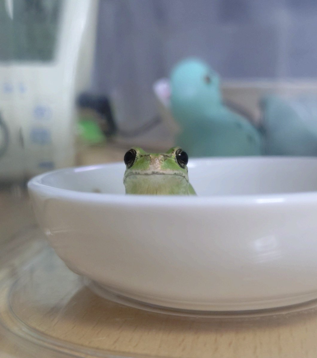 kaeru_hodo's tweet photo. リアル頭ひょっこりカエル

#今日のアマガエル https://t.co/tf0UzqH3aa