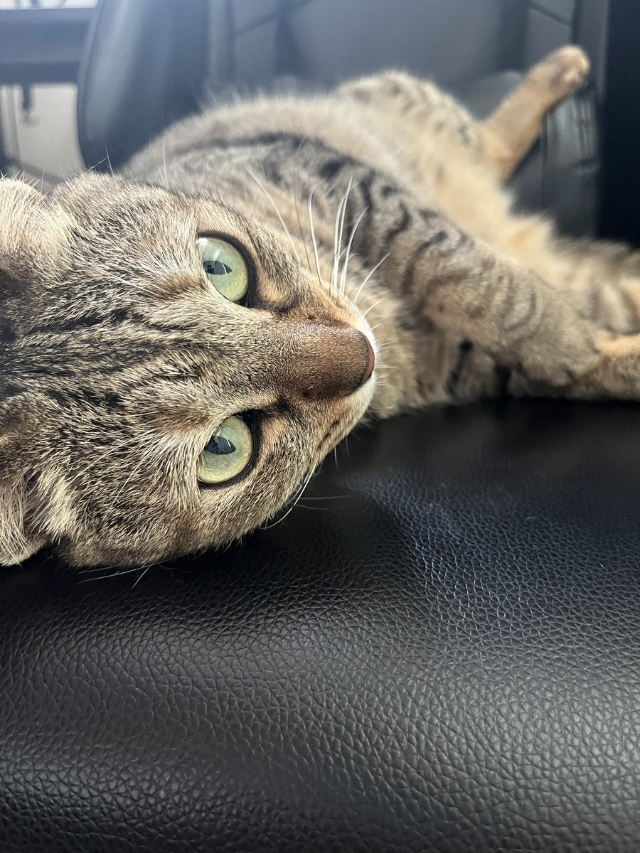 noir_ns's tweet photo. 僕が居ない間にいつも椅子を占領するうちの猫 https://t.co/aWLMsblsVd