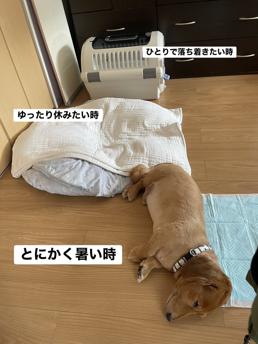 LEON_201285's tweet photo. ぼくのおうち
３種類もあるよ‼︎
気分で行ったりきたりするの https://t.co/B5dAj70HTE